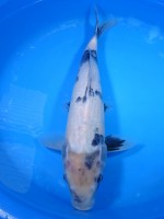 　白写り　37cm　