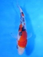 　 大正三色　14cm　