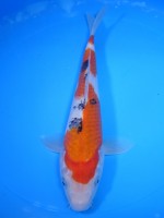 　 大正三色　25cm　