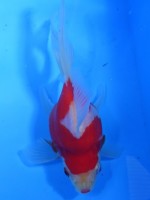 　福だるま 羽衣 15cm　