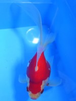 　福だるま 羽衣 　15cm　