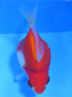 　 　福だるま 8cm　