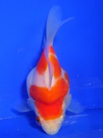 　 福だるま  9cm　