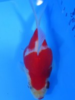 　 福だるま  12cm　