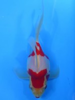 　福だるま 羽衣 　16cm　