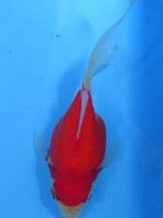 　 福だるま  13cm　