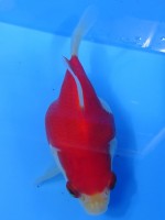 　 福だるま  10cm　