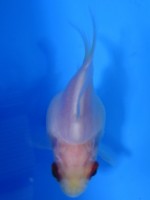 目赤 白ボタン 福だるま  6cm