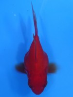 　 赤玉 福だるま  8cm　