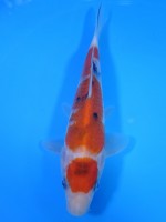  　丸天 大正三色　18cm　 