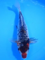 　豆絞り鯉　23cm　