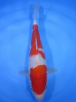 　紅白　33cm　