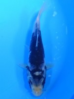 　松川化け　15cm　