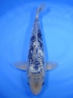 　ダイヤ銀鱗 松川化け　38cm　