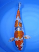  　いぶし 四段張り分け黄金　41cm　