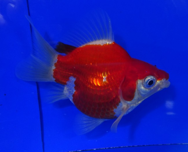 錦屋養鯉場　 福だるま 8cm　錦鯉販売　金魚販売　通信販売　錦屋養鯉場