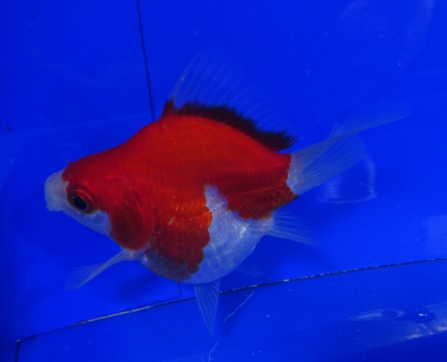 錦屋養鯉場　 福だるま 8cm　錦鯉販売　金魚販売　通信販売　錦屋養鯉場