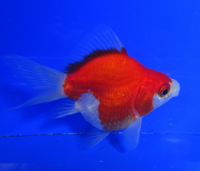 錦屋養鯉場　 福だるま 8cm　錦鯉販売　金魚販売　通信販売　錦屋養鯉場