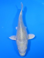 クリーム プラチナ　17cm