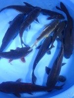  　変わり真鯉　25cm～30cm 前後　 