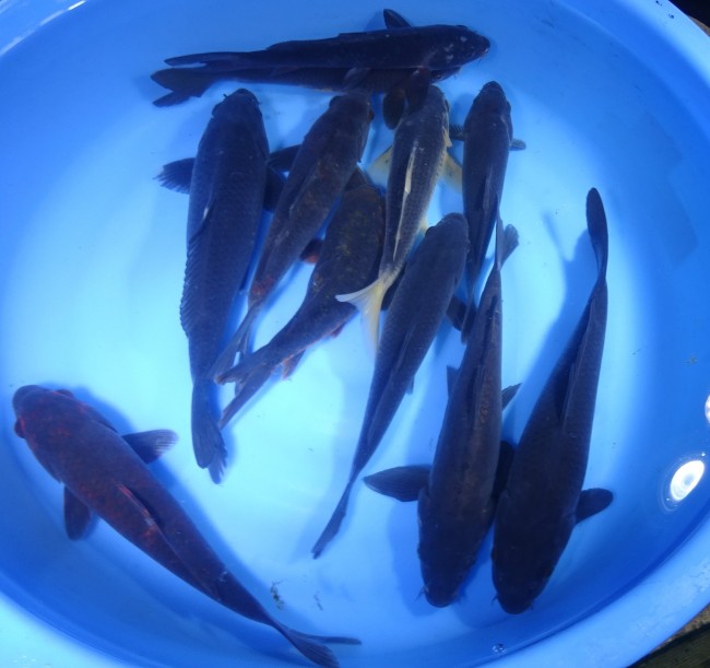 錦屋養鯉場 　変わり真鯉　25cm～30cm  前後　 錦鯉販売　通信販売　錦屋養鯉場