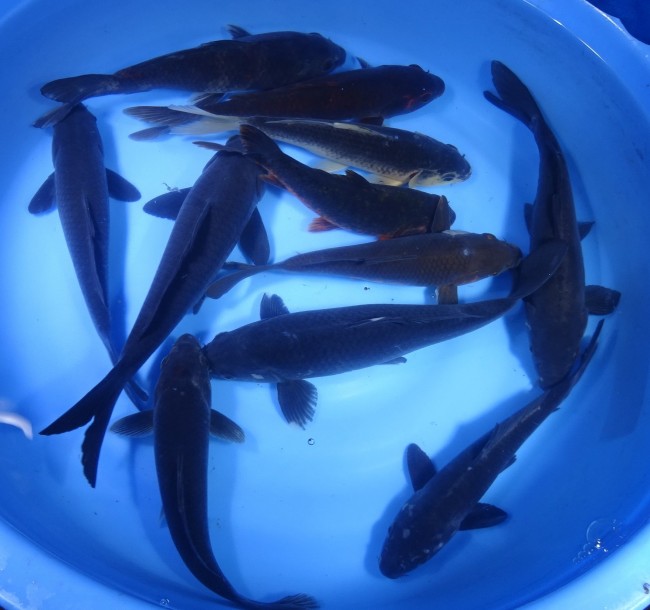 錦屋養鯉場 　変わり真鯉　25cm～30cm 前後　 錦鯉販売　通信販売　錦屋養鯉場