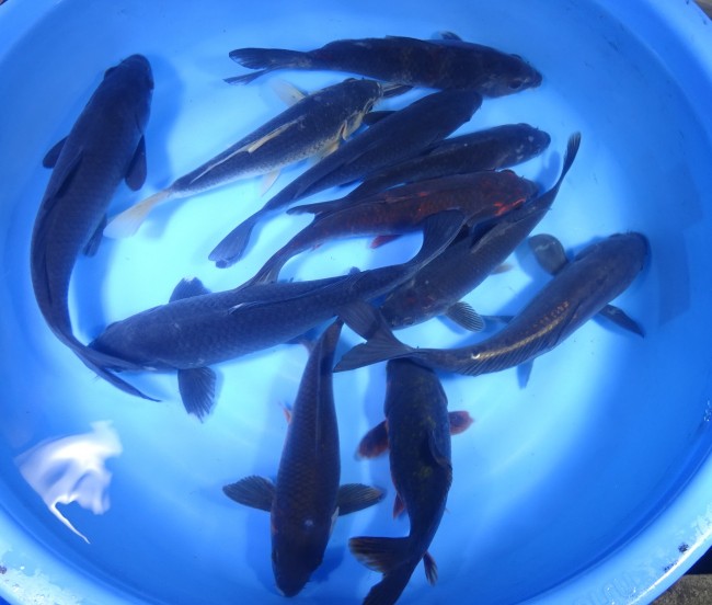錦屋養鯉場 　変わり真鯉　25cm～30cm 前後　 錦鯉販売　通信販売　錦屋養鯉場