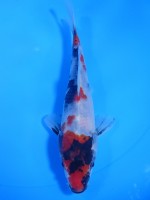  　昭和三色　17cm 　