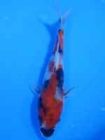  　昭和三色　15cm 　