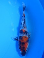  　昭和三色　14cm 　