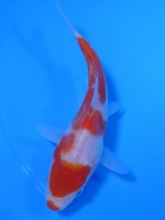 　紅白　14cm　