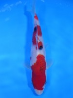  　大正三色　22cm 　