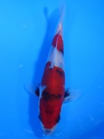  　昭和三色　19cm 　