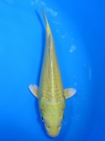  　山吹黄金　17cm 　