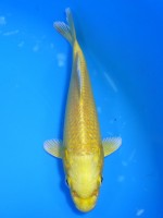  　黄金　14cm 　