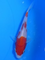 　紅白　11cm　