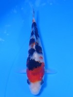  　大正三色　12cm　 