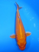  　オレンジ黄金　15cm 　