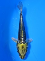  　 金輝黒龍　13cm　 
