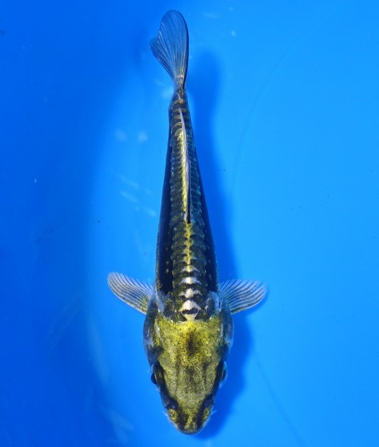 錦屋養鯉場 　 金輝黒龍　13cm　 錦鯉販売　通信販売　錦屋養鯉場