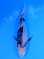 　白写り　15cm　