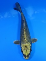  　金兜　15cm 　