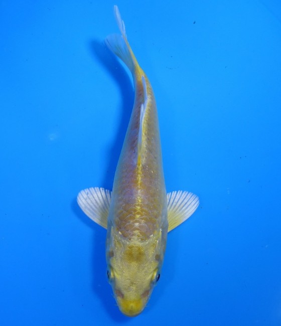 錦屋養鯉場 　張り分け黄金　13cm 　錦屋養鯉場 　錦鯉販売　通信販売