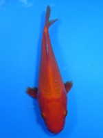 　 紅鯉　19cm　