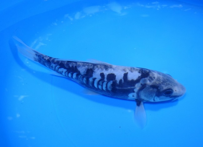錦屋養鯉場　九紋龍　20cm　錦鯉　福だるま金魚販売　通信販売　錦屋養鯉場