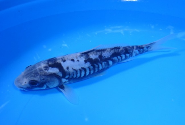 錦屋養鯉場　九紋龍　20cm　錦鯉　福だるま金魚販売　通信販売　錦屋養鯉場