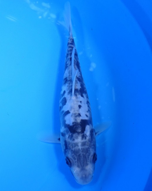錦屋養鯉場　九紋龍　20cm　錦鯉　福だるま金魚販売　通信販売　錦屋養鯉場