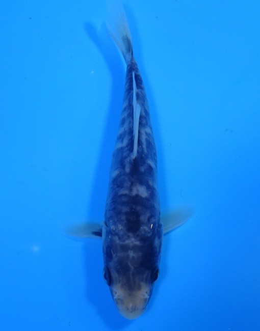 錦屋養鯉場　大鱗 九紋龍　15cm　錦鯉　福だるま金魚販売　通信販売　錦屋養鯉場