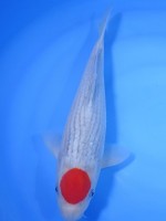  　丹頂 五色　30cm 　