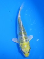  　きりん黄金　9cm　